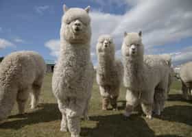 Hand-feed alpacas on a private Fife farm