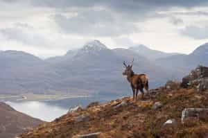 Spot red deer on a Highland safari