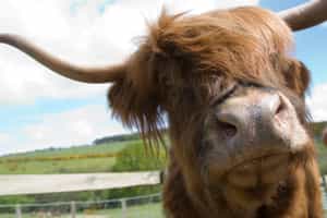 Groom Scotland's shaggy Highland cows