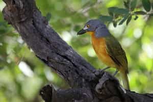 Birdwatch on land and water in Victoria Falls