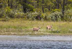 Track rare huemule deer on foot near Tortel