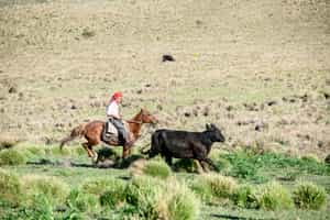 Track wild cattle in Puerto Natales