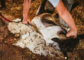 Try your hand at sheep shearing in Puerto Natales