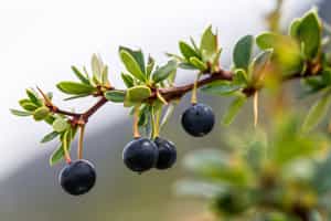 Forage wild calafate berries in Patagonia