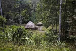 Pierella Garden Tour & Coffee Break, Pacuare Lodge