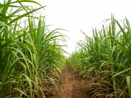 Visit a sugar cane farm in Guanacaste