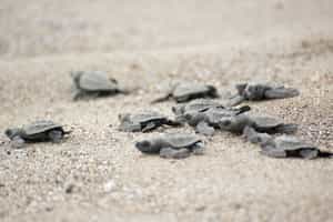 Watch turtles hatch on Ostional Beach, Guanacaste