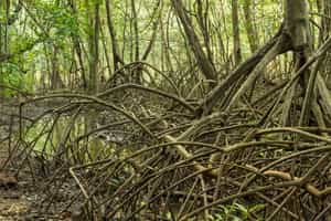 Duck through Nosara's mangroves in Guancaste