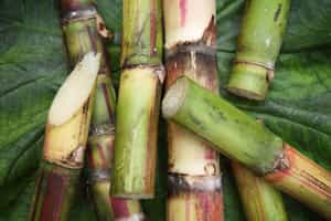 Visit a sugar cane mill in Rincón de la Vieja