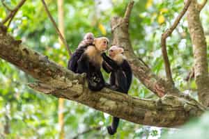Visit the Curú National Wildlife Refuge