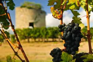 Tour the grand châteaux of the Médoc