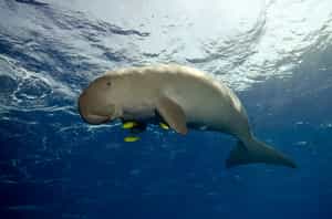 Search for shy dugong's in Mangalisse Bay