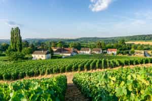 Explore Champagne on a private guided tour