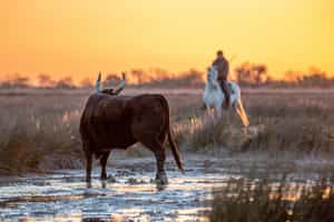 Discover the wild beauty of the Camargue