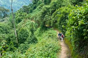 Follow a guide through Bugoma Forest, Bwindi