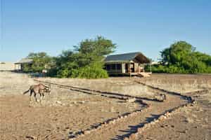 Desert Rhino Camp