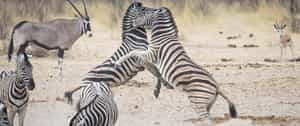 Sheya Shuushona Lodge