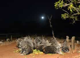 Porcupine Camp