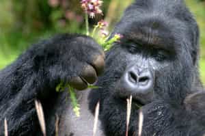 Le Bambou Gorilla Lodge