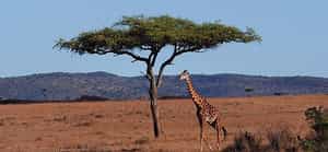 Lake Manyara Hotel