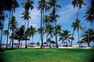 Dream of Zanzibar