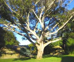 Magnolia Guest House