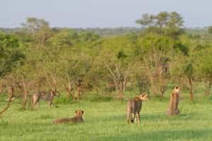 Ndzhaka Tented Camp