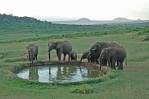 Ngulia Safari Lodge