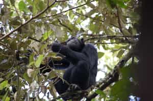 Budongo Eco Lodge