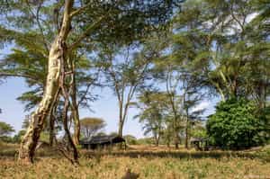 Meru Mobile Safari