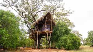 The Ibis Wilpattu