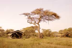 Wild Frontiers Ndutu Wilderness Camp