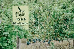 Condor Valley Estate & Winery