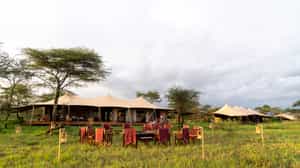 Serengeti Acacia Bliss