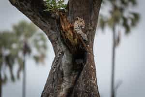 Singita Elela