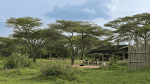Mwiba Plains Camp