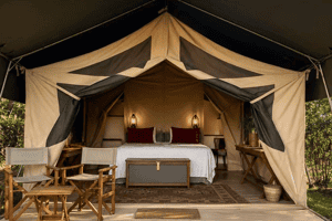 Wild Forest Camp 
