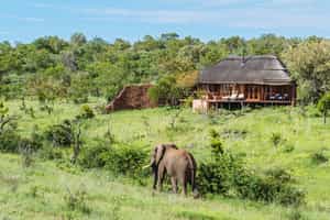The Royal Madikwe