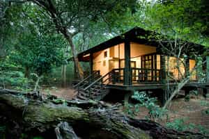 &Beyond Phinda Forest Lodge