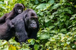 Lulimbi Tented Camp