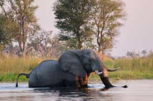 On Foot Through Botswana