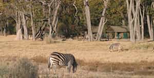 Mobile Safaris Central Kalahari