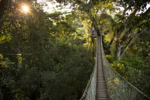 Take a guided walk on the medicinal plants’ trail