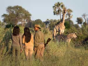 Walking Safari