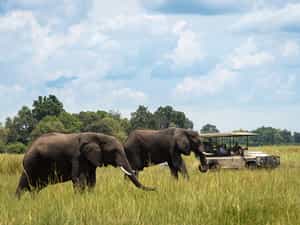 The Linyanti is known for its huge population of elephant
