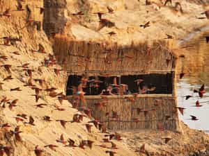 Carmine bee eaters