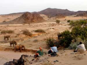 Desert Elephant