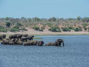 Magnificent elephant sightings crossing the Chobe River