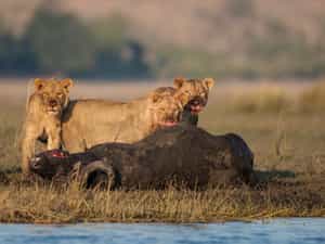 These lion killed a buffalo 200 metres from the Houseboat