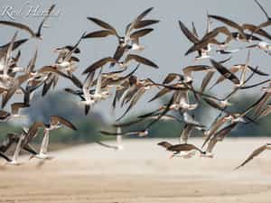 African Skimmers